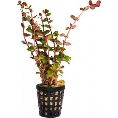 Rotala Vietnam H'ra