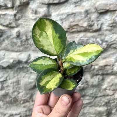 Hoya australis - Lisa