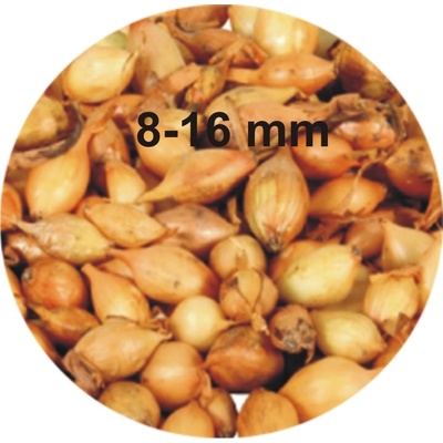 Sam van Schooten Cibuľa sadzačka Všetana 8-16mm, 0,5kg