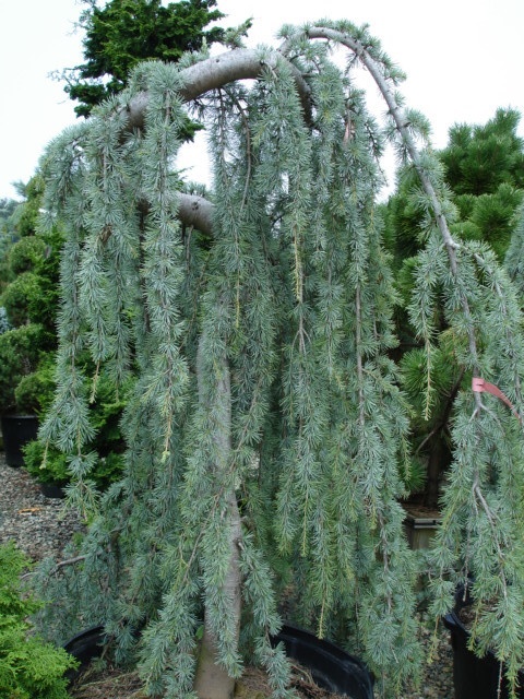 Cedr Previsly Glauca Pendula (Glauca Pendula, cedru převislého, cedru převislého Glauca) Cedr Previsly Glauca Pendula