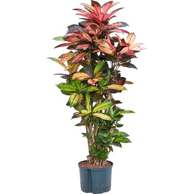 Croton ( Codiaeum) iceton Branched 25/19cm v.130 cm