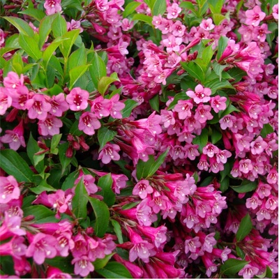 Weigela florida 'Rumba'