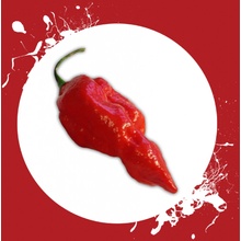 CHILLIMAT Semínka chilli Naga Morich 10 ks