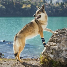 Balto Dvojitá kolenní ortéza s dlahou pro psa M