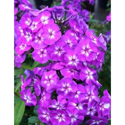 Phlox paniculata "Adessa Purple Star"