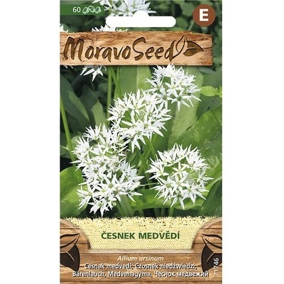 Medvedí cesnak MoravoSeed