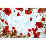 DIMEX ART Флизелинов фототапет мак 375 x 250 см