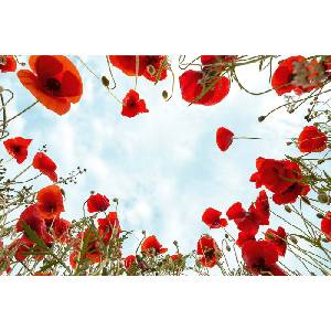 DIMEX ART Флизелинов фототапет мак 375 x 250 см