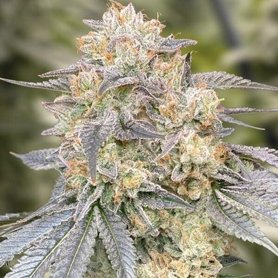 High Speed Buds Gorilla Zkittlez Fast semena neobsahují THC 1 ks