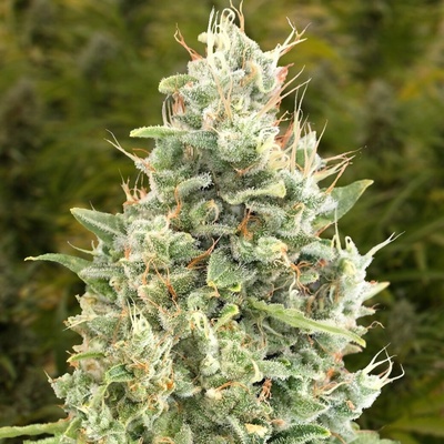 High Speed Buds Gorilla Zkittlez AUTO semena neobsahují THC 3 ks
