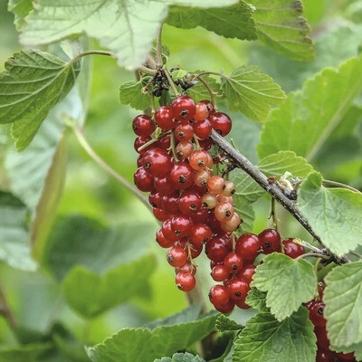 Ríbezľa červená BIO Hof:Obst Ribes rubrum 'Rovada' výška 30-40 cm kvetináč 15 cm