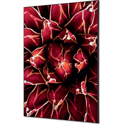 Jansen Display Textilní dekorace na zeď A1 Cactus červená, 594 x 841 mm