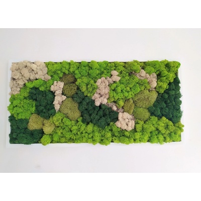 Machový obraz- viacero druhov machu 40cm x 80cm