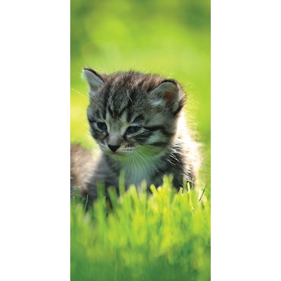 Dimex S-186 vliesová fototapeta na zeď Koťátko, rozměry 110 x 220 cm