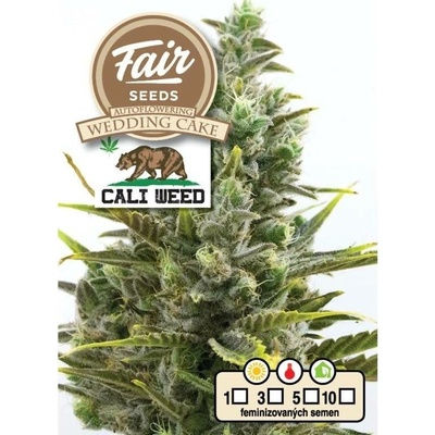 Fair Seeds Wedding Cake AUTO semena neobsahují THC 10 ks