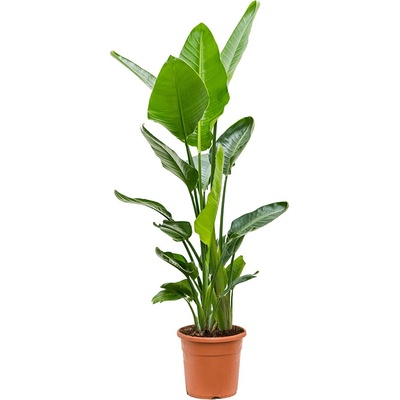 Strelitzia nicolai 26x110 cm