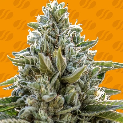 Original Sensible Seeds Frosted Guava semienka neobsahujú THC 10 ks