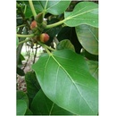 Fíkovník indický - semínka Fíkovníku - Ficus benghalensis - 5 ks