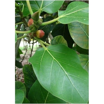 Fíkovník indický - semínka Fíkovníku - Ficus benghalensis - 5 ks