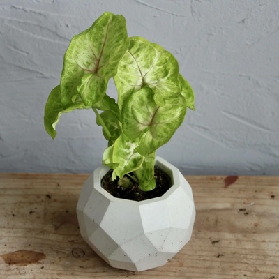 Syngonium Allusion Sunshine baby