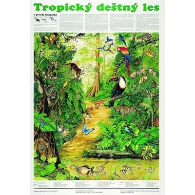 Schéma - Tropický dažďový les