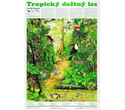 Schéma - Tropický dažďový les