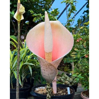 Zmijovec cibulonosný 'Amorphophallus bulbifer' 1 ks