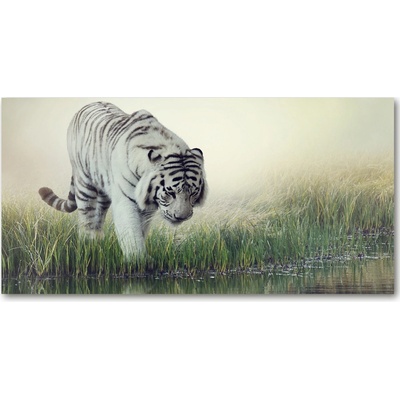 Fotoobraz na skle biely tiger 100x50 cm