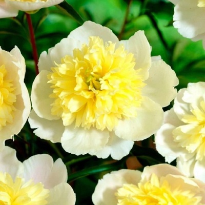 Pivoňka Prima Vera - Paeonia lactiflora - hlízy pivoňky - 1 ks