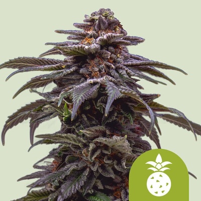 Royal Queen Seeds Tropicana Cookies Purple Auto semienka neobsahujú THC 10 ks