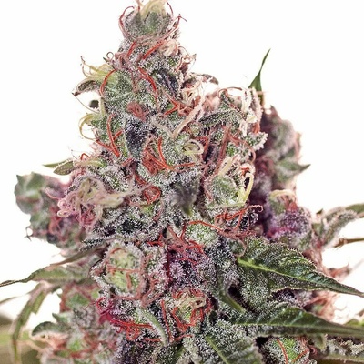 Positronics Grapefruit semena neobsahují THC 5 ks