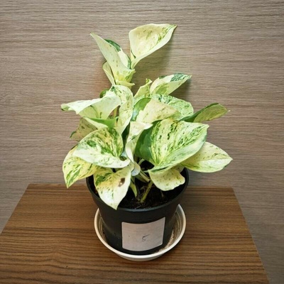 Epipremnum Pinnatum Happy Leaf č5
