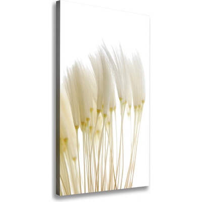Vertikálny foto obraz na plátne Semená púpavy 50x100 cm