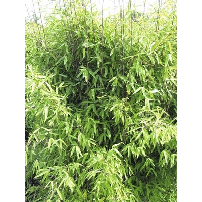 Bambus Fargesia hybrid 'Winter Joy' 40-50 cm květináč 3 l