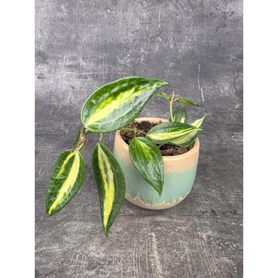 Hoya EasyCare Pot of Gold 11 cm – Zboží Mobilmania