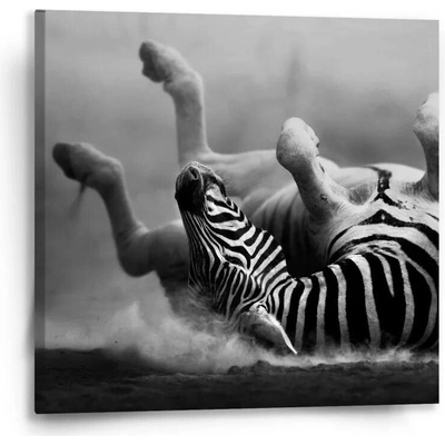Sablio Obraz Válející se zebra - 50x50 cm