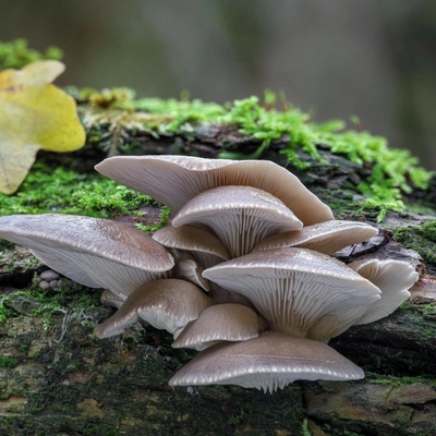 Hlíva ústřičná zrnitá sadba Pleurotus ostreatus sadba 500 ml