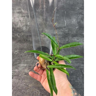 Hoya ve šnečí ulitě ve skleněném válci, Longifolia 1. varianta (Raritní voskovky ve šnečí ulitě a ve skle)