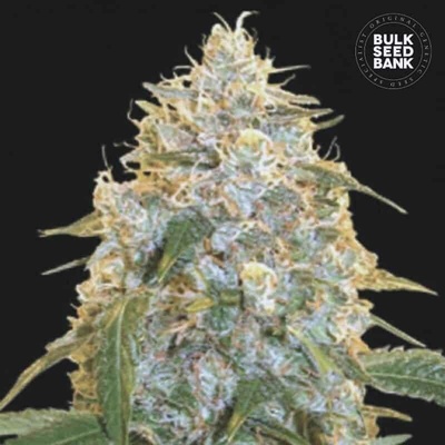 Bulk Seed Bank Cocopopo semena neobsahují THC 10 ks
