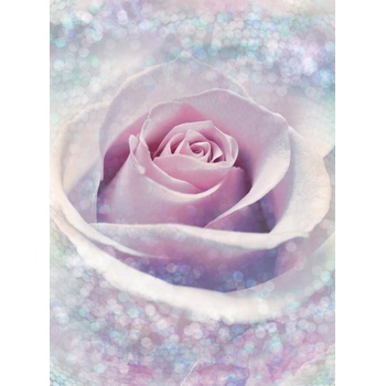 Komar XXL2-020 Vliesová fototapeta Delicate Rose květ růže rozměry 368x248 cm