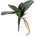 ZELEŇ LISTY ORCHIDEE 25CM