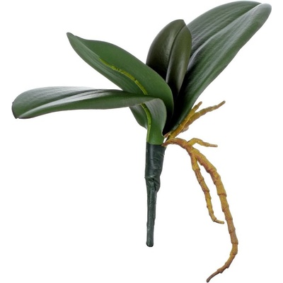 ZELEŇ LISTY ORCHIDEE 25CM