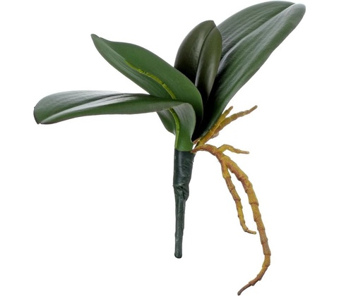 ZELEŇ LISTY ORCHIDEE 25CM