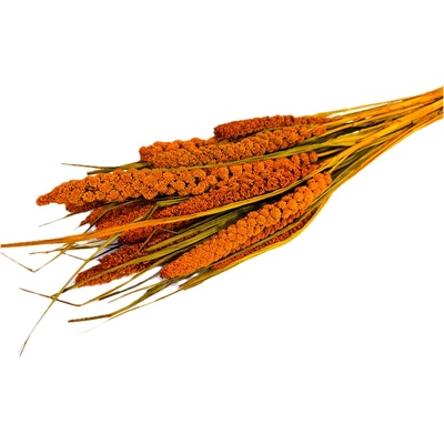 Setárie sušená oranžová (Setaria Italica), svazek 150g