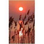 DIMEX ART Флизелинов фототапет тръстика на езерото 150 x 250 см