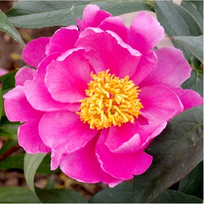 Pivoňka Karl Rosenfield - Paeonia lactiflora - prodej cibulovin - 1 ks