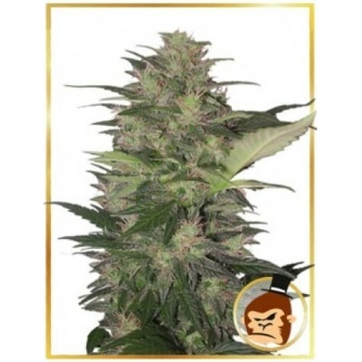 Mr. Hide Seeds AUTO Gorilla Cream semena neobsahují THC 5 ks