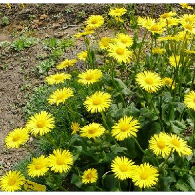 Kamzičník jitrocelovitý - Doronicum plantagineum SAZENICE VYPRODÁNO