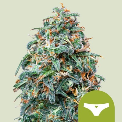 Royal Queen Seeds Sherbet Queen Automatic semienka neobsahujú THC 1 ks