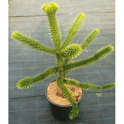 Araukária andská (Araucaria araucana) veľkosť 80-100cm
